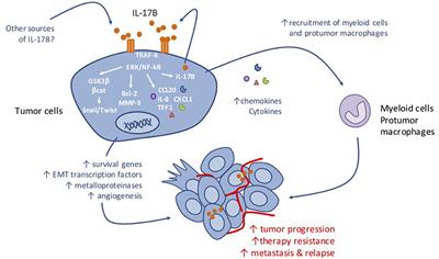 The Emerging Role of the IL-17B/IL-17RB Pathway in Cancer